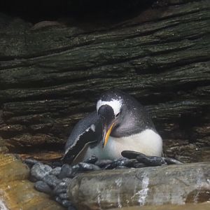 Subantarctic gentoo penguin on the nest (Pygoscelis papua papua), 2025-05-14