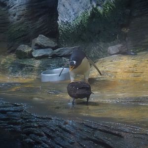 Subantarctic gentoo penguin (Pygoscelis papua papua) meets European eider (Somateria mollissima mollissima), 2025-05-14