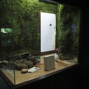 Former cane toad terrarium being redone, 2025-05-14