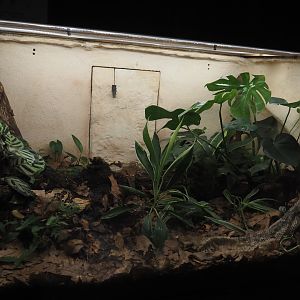 Western Gaboon viper terrarium, 2025-05-14