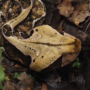 Western Gaboon viper (Bitis rhinoceros), 2025-05-14