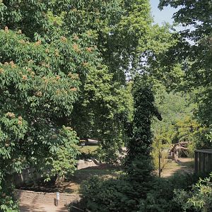 Mountain bongo and Kirk's dik-dik paddock seen from the access to the upper viewing area on top of the hippo house, 2025-05-14