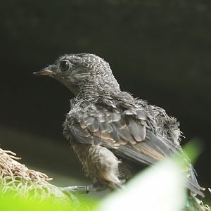 Juvenile Spangled cotinga (Cotinga cayana), 2025-05-14