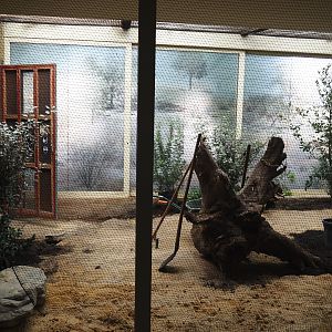 Australian mixed indoor aviary being redone, 2025-05-14