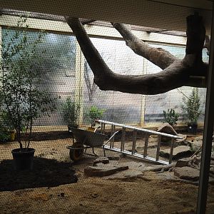 Australian mixed indoor aviary being redone, 2025-05-14