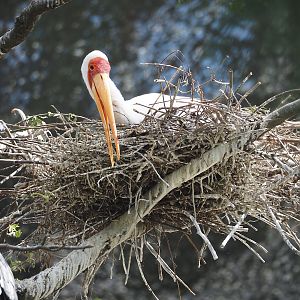 Yellow-billed stork (Mycteria ibis) on nest, 2025-05-14