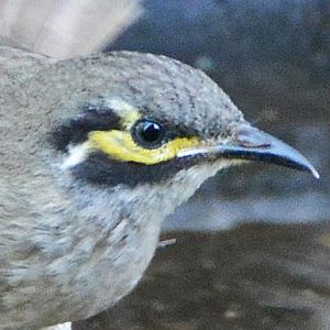 Yellow-faced honeyeater