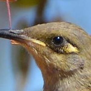 Graceful honeyeater