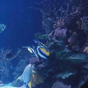Part of the Great Barrier Reef tank, 2024-06-30