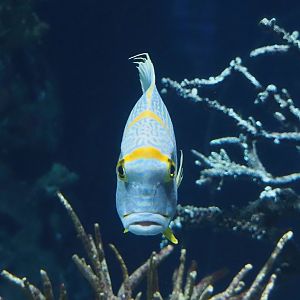 Sailfin snapper (Symphorichthys spilurus), 2024-06-30