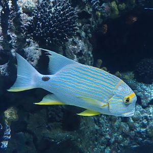 Sailfin snapper (Symphorichthys spilurus), 2024-06-30