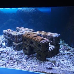 Reef base blocks in living reef tank, 2024-06-30