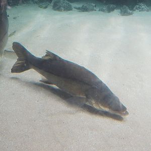 Common snook (Centropomus undecimalis), 2024-06-30