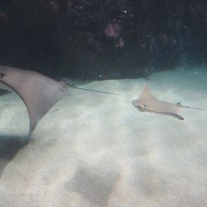 Cownose rays (Rhinoptera bonasus), 2024-06-30