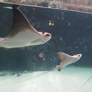 Cownose rays (Rhinoptera bonasus), 2024-06-30