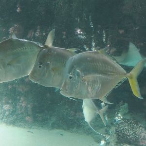 Lookdowns (Selene vomer), 2024-06-30