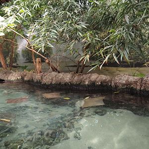 View above first Atlantic mangrove tank, 2024-06-30