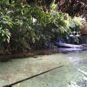Second Atlantic mangrove exhibit, 2024-06-30