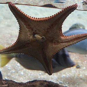 Red cushion sea star (Oreaster reticulatus), 2024-06-30
