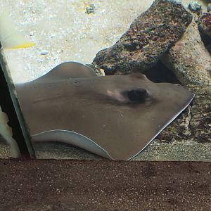 Southern stingray (Hypanus americanus), 2024-06-30
