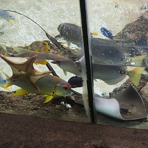 Different species in mangrove exhibit, 2024-06-30