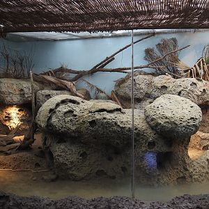 Hispaniolan rhinoceros iguana and Utila spiny-tailed iguana terrarium, 2024-06-30