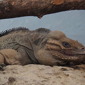 Hispaniolan rhinoceros iguana (Cyclura cornuta cornuta), 2024-06-30