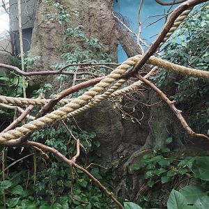 Cotton-top tamarin exhibit, 2024-06-30