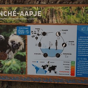 Cotton-top tamarin signage, 2024-06-30