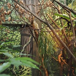 Part of Green basilisk and Mountain chicken frog terrarium, 2024-06-30