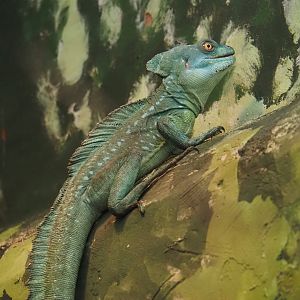 Green basilisk (Basiliscus plumifrons), 2024-06-30