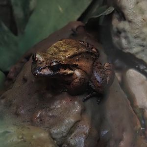 Mountain chicken frog (Leptodactylus fallax), 2024-06-30