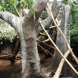 Desmarest's hutia exhibit, 2024-06-30