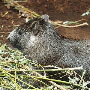 Desmarest's hutia (Capromys pilorides), 2024-06-30