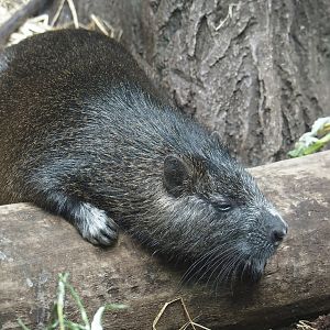 Desmarest's hutia (Capromys pilorides), 2024-06-30