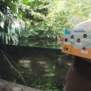Forest creek exhibit, 2024-06-30