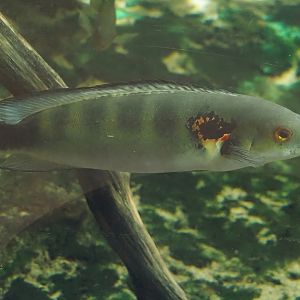 Blackspot pike cichlid (Lugubria lenticulata), 2024-06-30