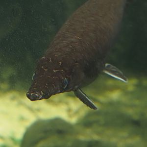 Spotted gar (Lepisosteus oculatus), 2024-06-30