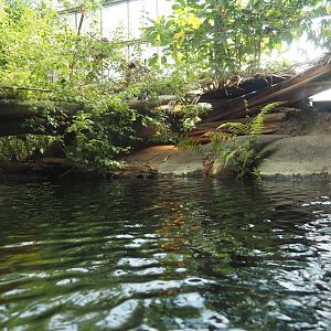 Cuvier's dwarf caiman exhibit, 2024-06-30