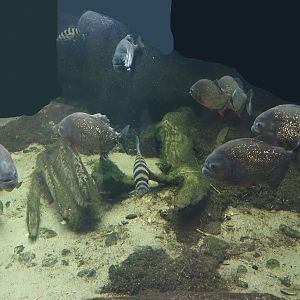Red-bellied piranha (Pygocentrus nattereri) and Banded Leporinus (Leporinus fasciatus) in caiman exhibit, 2024-06-30