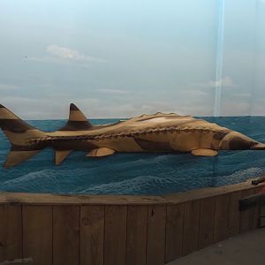 Sturgeon model, 2024-06-30
