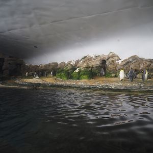 King and Antarctic gentoo penguin exhibit, 2024-06-30