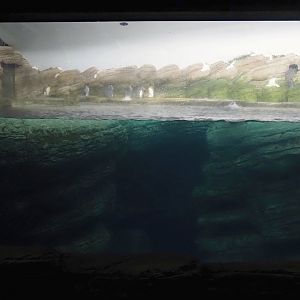 King and Antarctic gentoo penguin exhibit, 2024-06-30