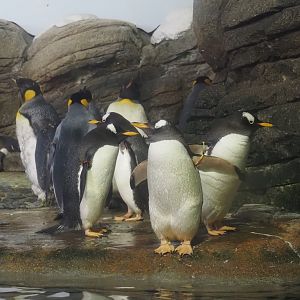 King penguins (Aptenodytes patagonicus) and Antarctic gentoo penguins (Pygoscelis papua ellsworthi), 2024-06-30