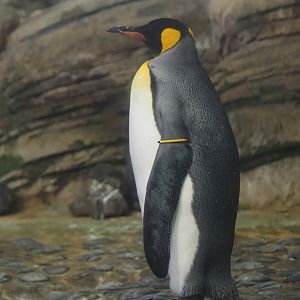King penguin (Aptenodytes patagonicus), 2024-06-30