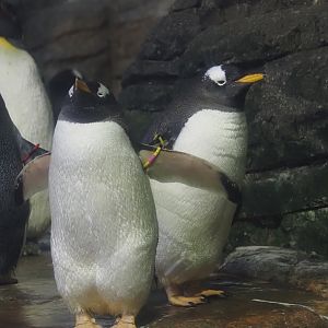 Antarctic gentoo penguins (Pygoscelis papua ellsworthi), 2024-06-30