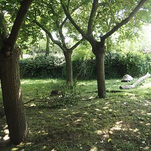 Galapagos giant tortoise outdoor exhibit, 2024-06-30
