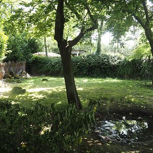 Galapagos giant tortoise outdoor exhibit, 2024-06-30