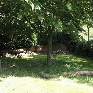 Galapagos giant tortoise outdoor exhibit, 2024-06-30