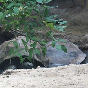 Galapagos giant tortoises (Chelonoidis niger) in wallow, 2024-06-30